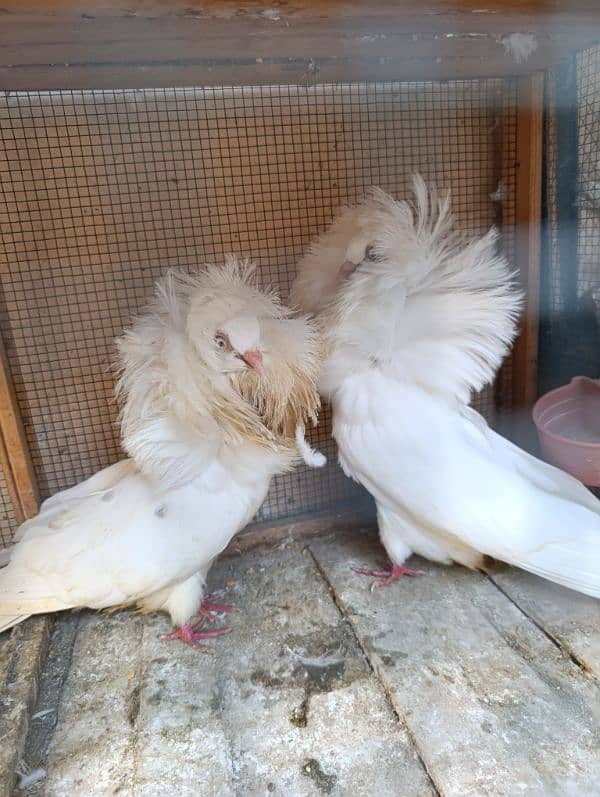 Fancy Pigeons | Long face, Jacobin, saddle Frill back, fantail 5