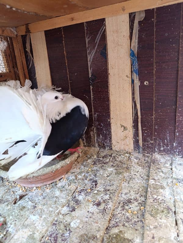 Fancy Pigeons | Long face, Jacobin, saddle Frill back, fantail 6