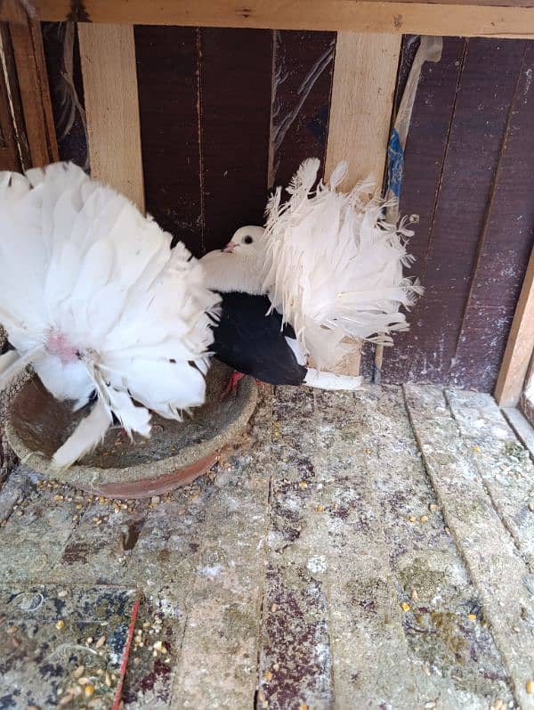 Fancy Pigeons | Long face, Jacobin, saddle Frill back, fantail 7