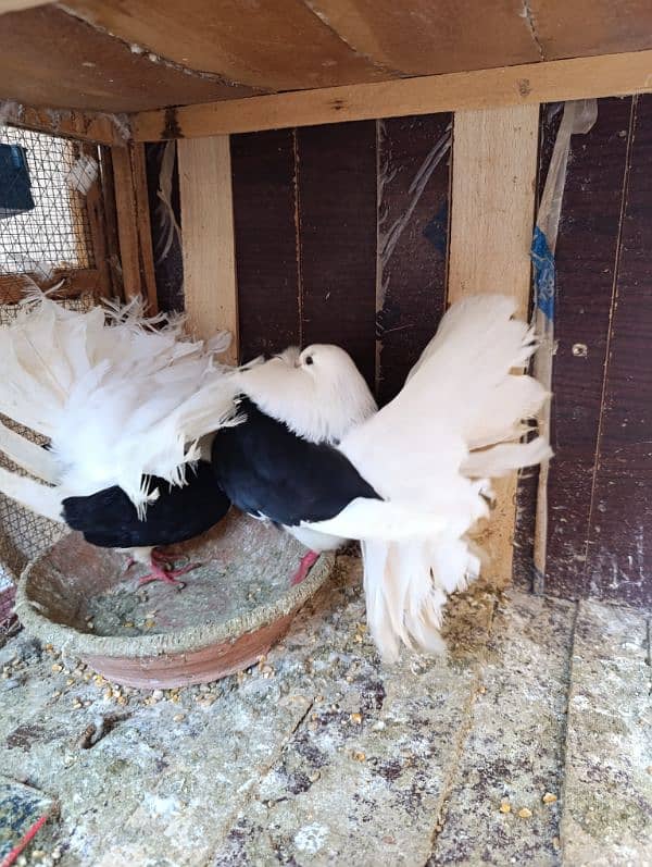 Fancy Pigeons | Long face, Jacobin, saddle Frill back, fantail 8