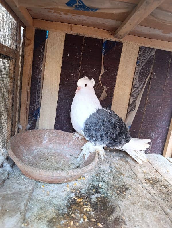 Fancy Pigeons | Long face, Jacobin, saddle Frill back, fantail 9