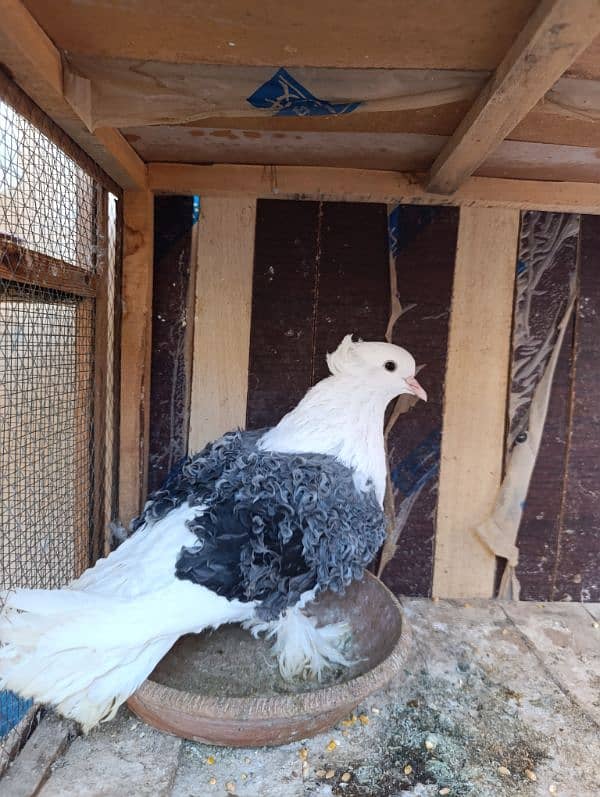 Fancy Pigeons | Long face, Jacobin, saddle Frill back, fantail 10