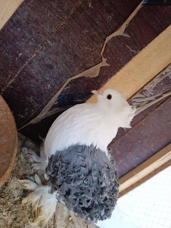 Fancy Pigeons | Long face, Jacobin, saddle Frill back, fantail 11
