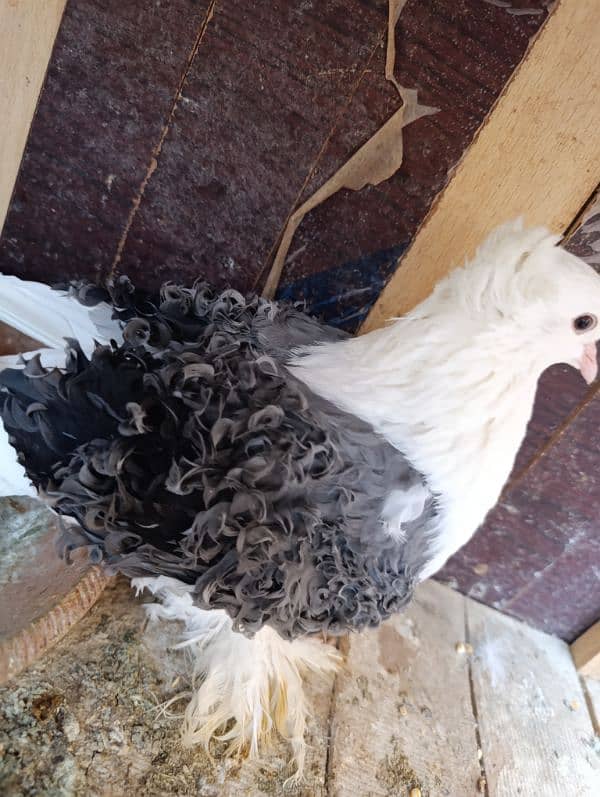 Fancy Pigeons | Long face, Jacobin, saddle Frill back, fantail 12