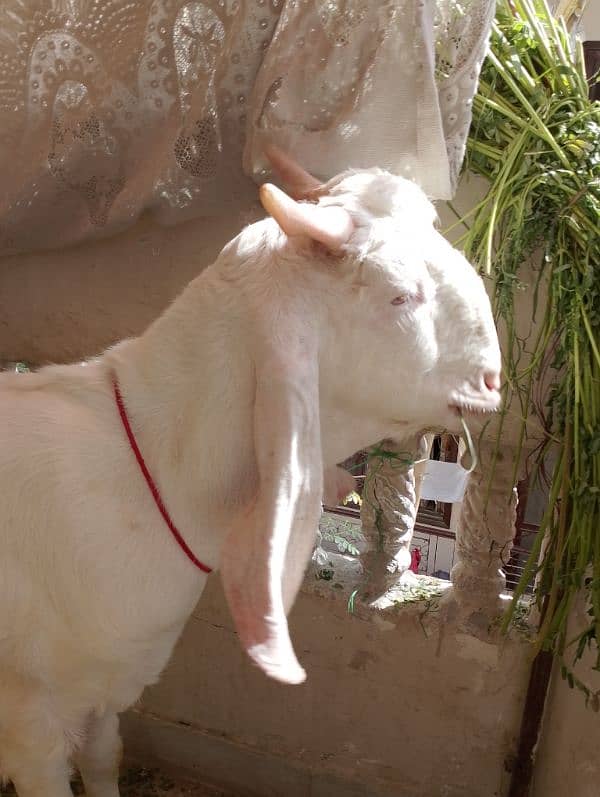 bakra 2 dant khassi 0