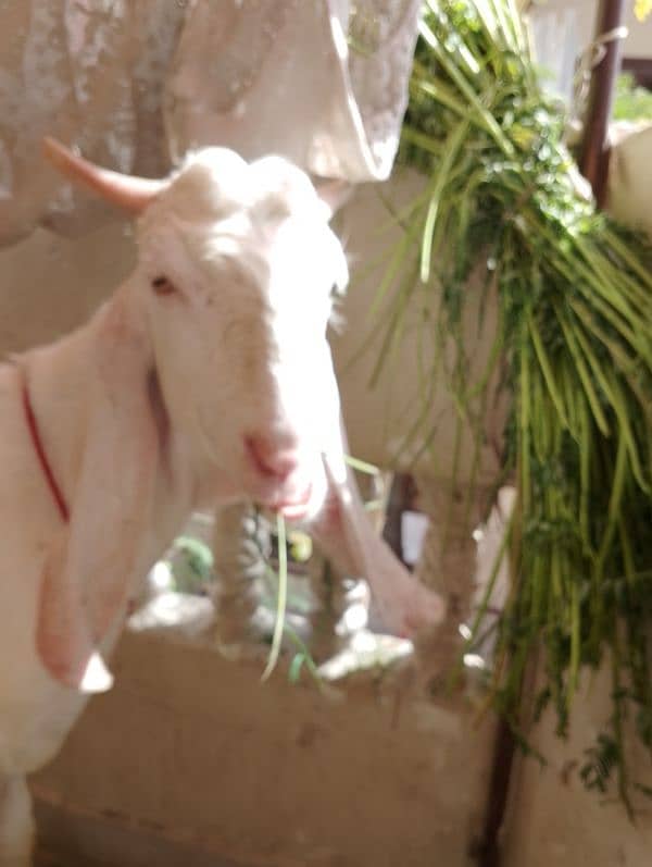 bakra 2 dant khassi 1