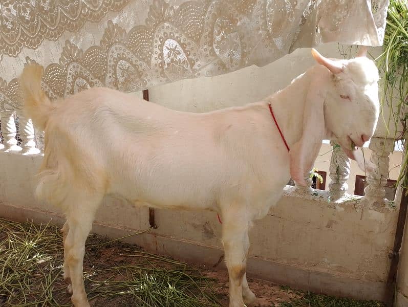 bakra 2 dant khassi 2