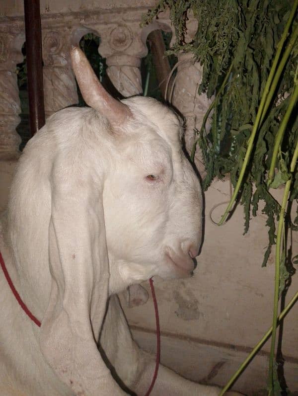 bakra 2 dant khassi 3