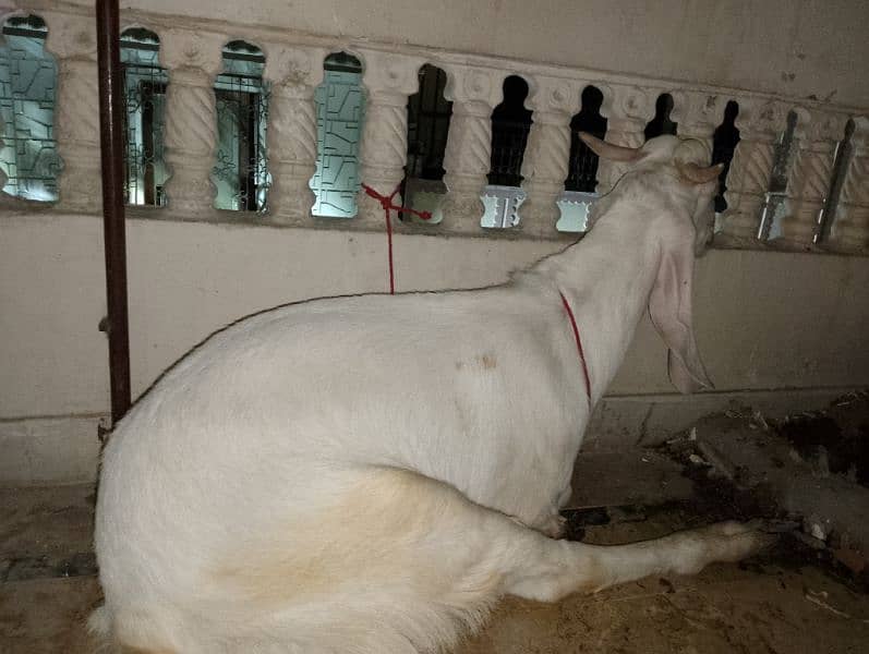 bakra 2 dant khassi 4