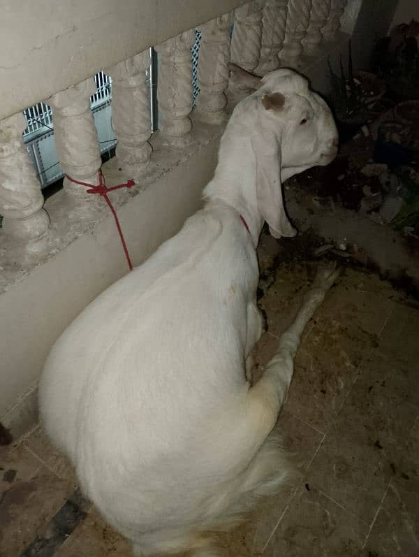 bakra 2 dant khassi 5