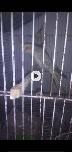Full Healthy And Active Breeder Pair