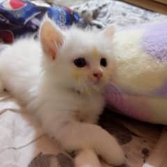 female kitten
