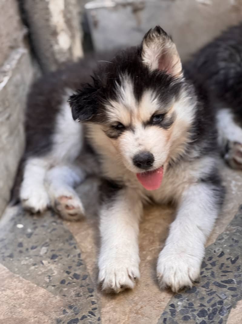 Chanpion Bloodline Male Husky Puppy 0