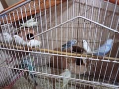 Australian parrotes