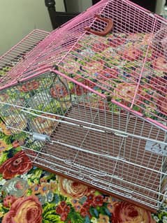 Parrot