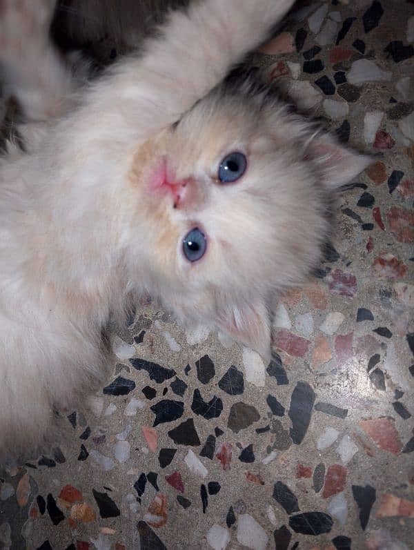 argent kitten for sale 0