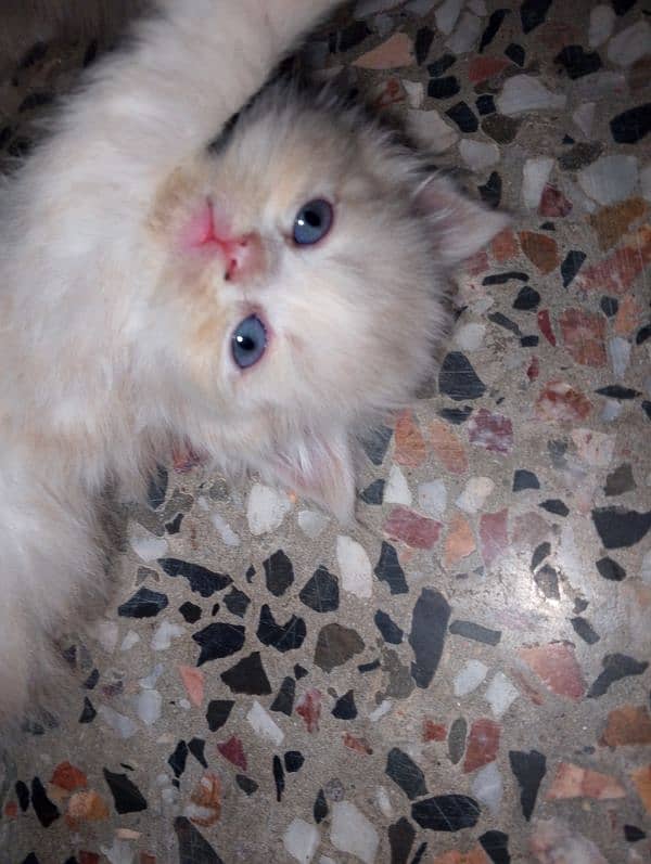 argent kitten for sale 1