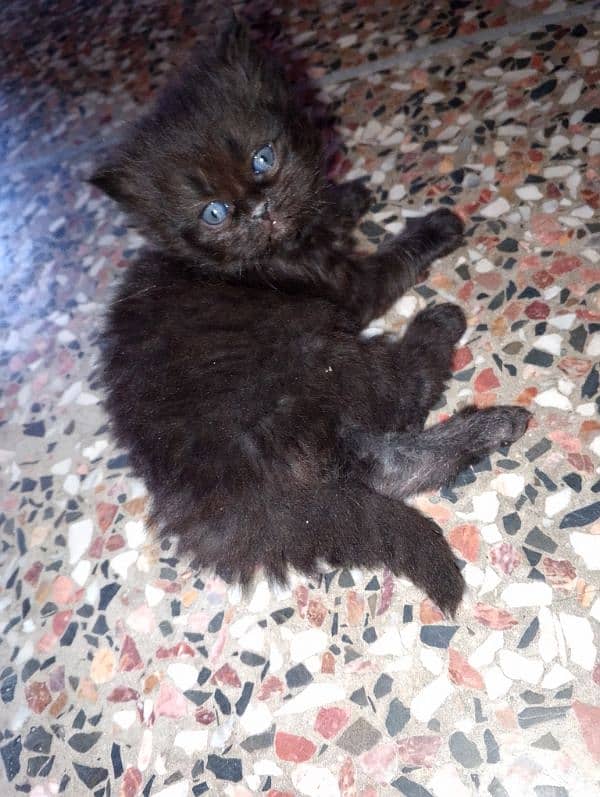 argent kitten for sale 2