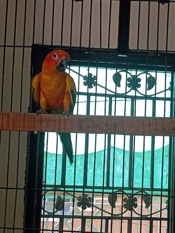 Sunconure Breeder Male 0