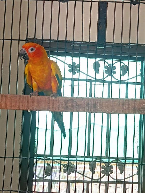 Sunconure Breeder Male 1