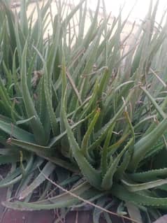 Alowera plant