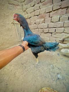 shamo