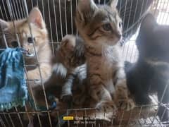 All cats for sale