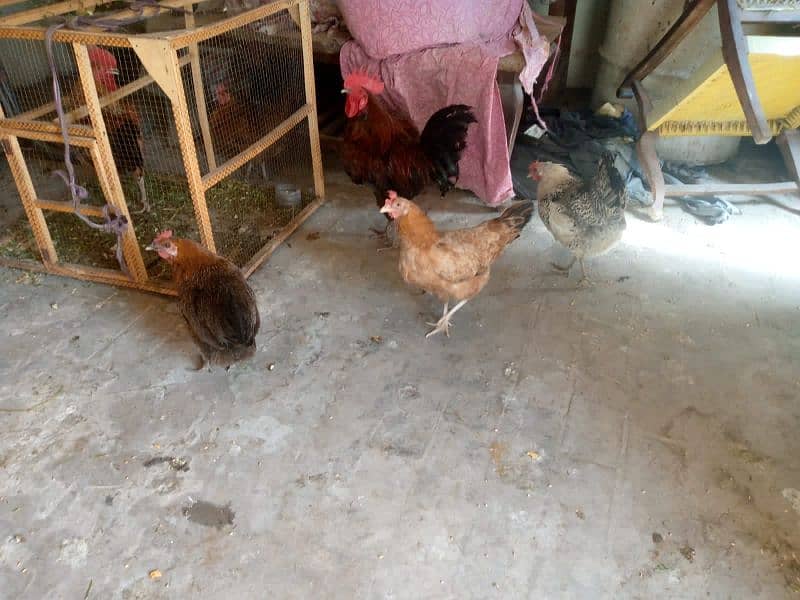 two male . . 4 female 0