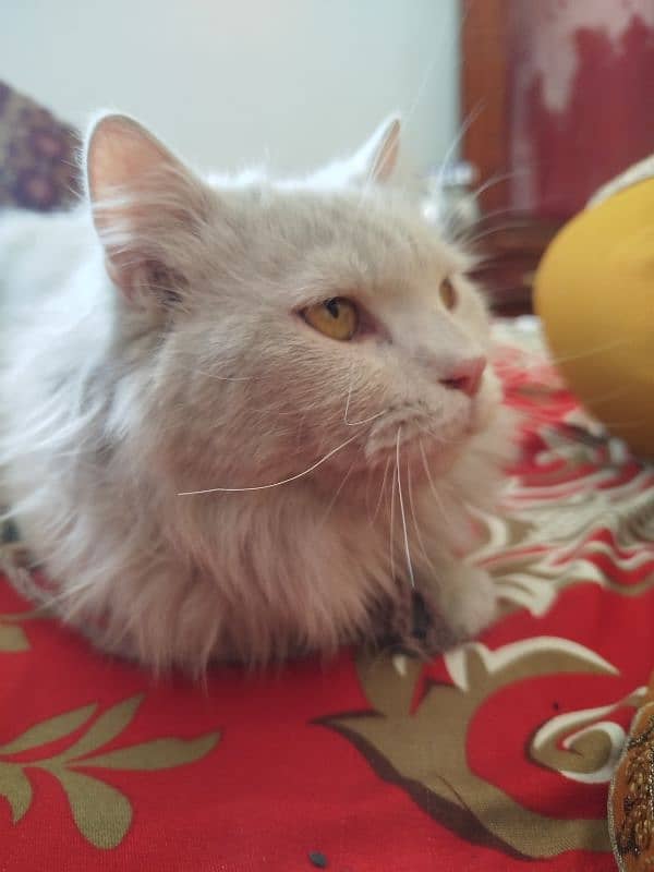 Persian cat 0