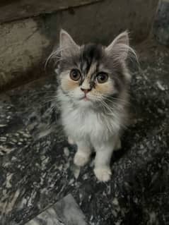 kitten