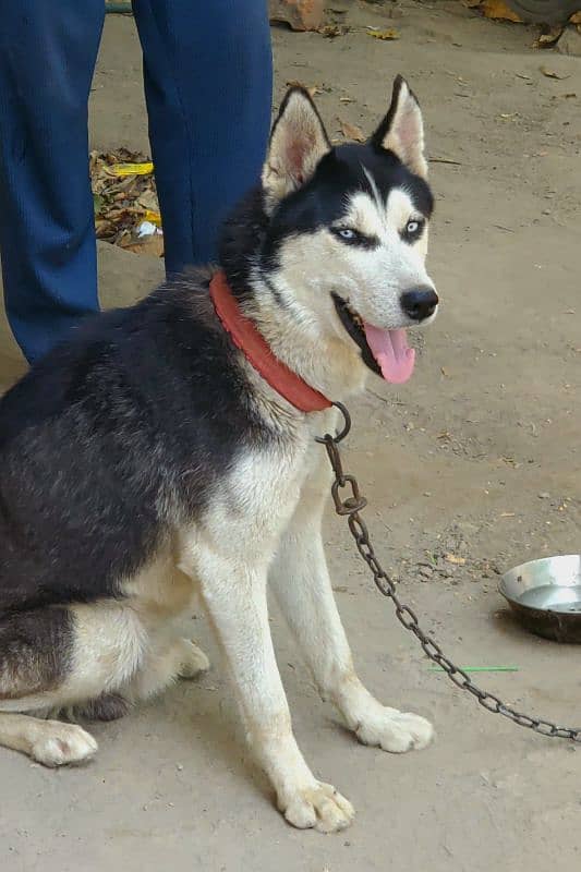 husky dog 0