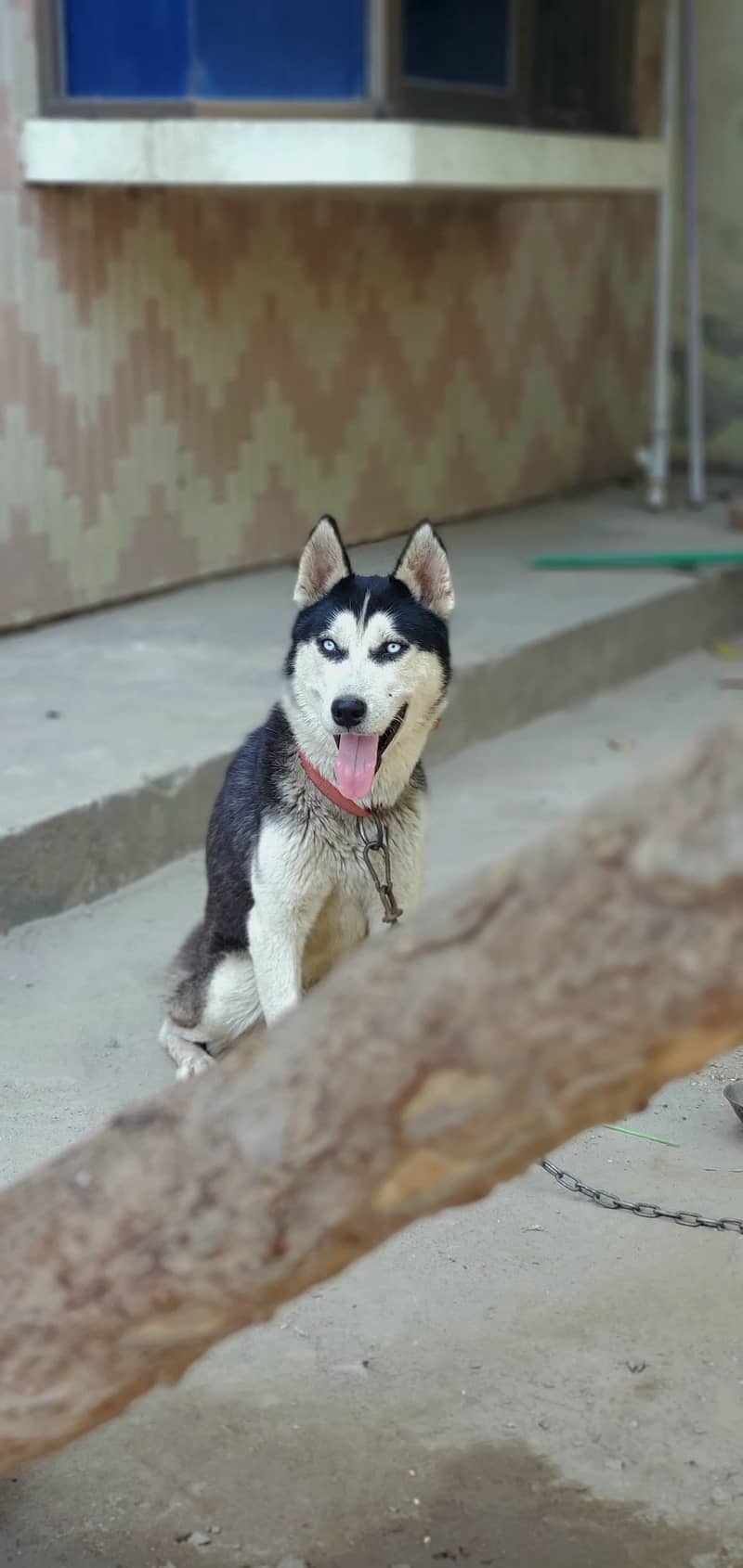 husky dog 1