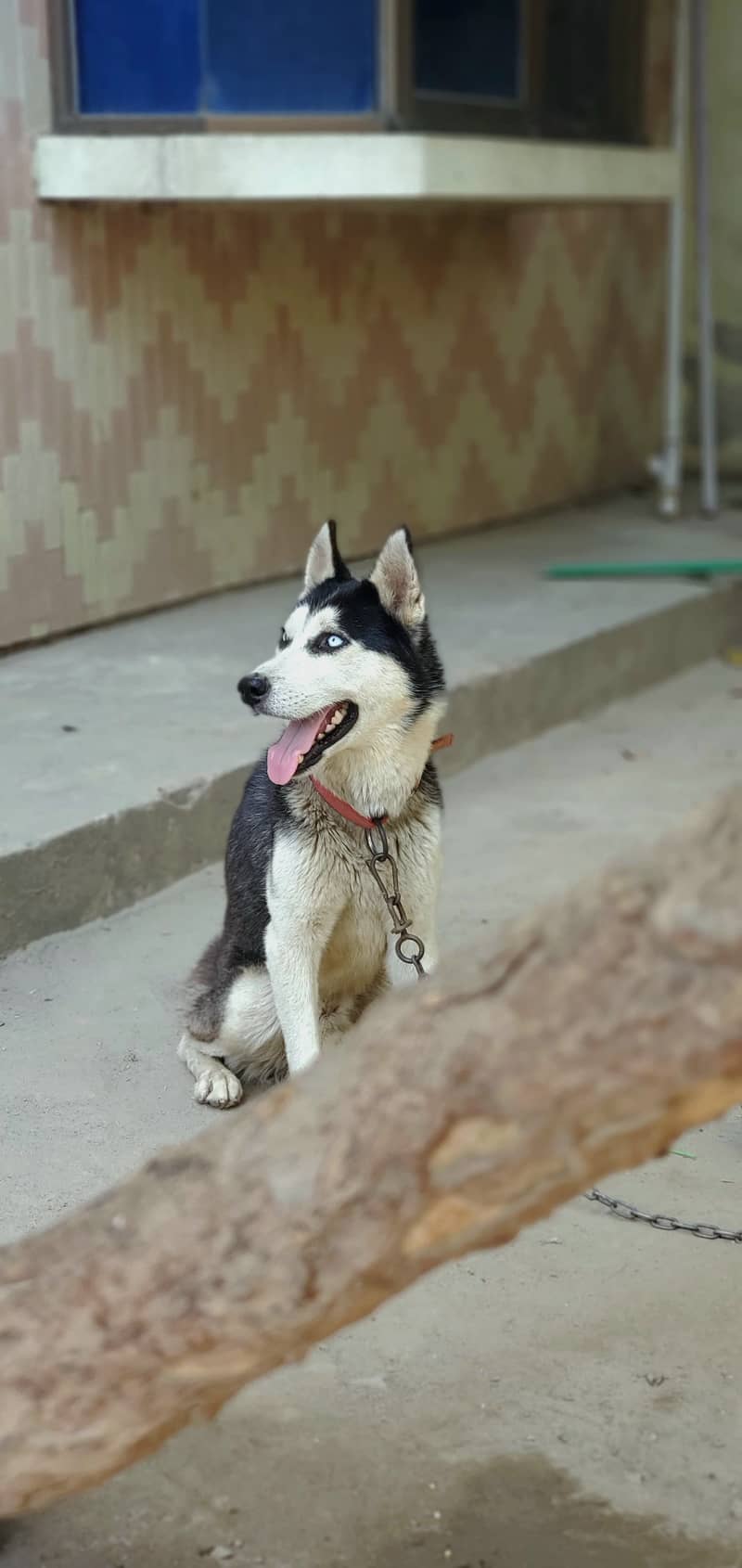 husky dog 2