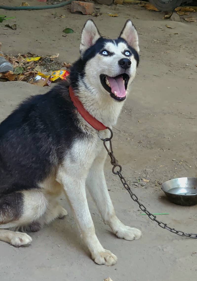 husky dog 3