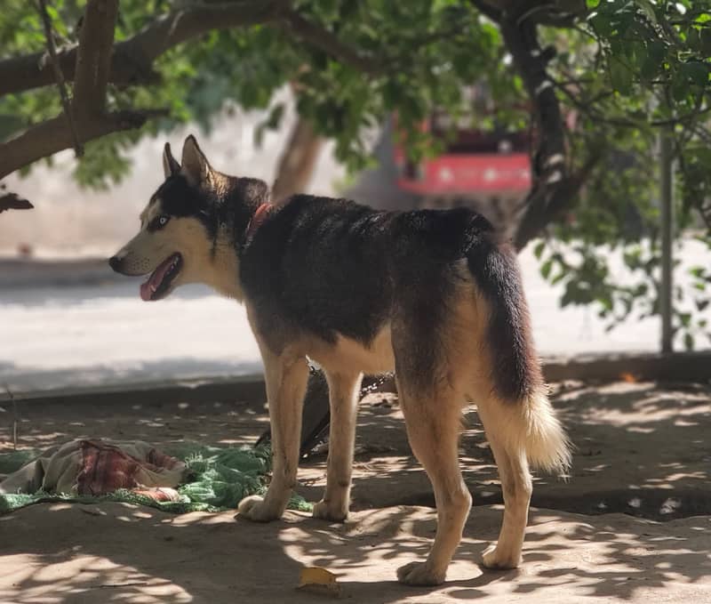 husky dog 5