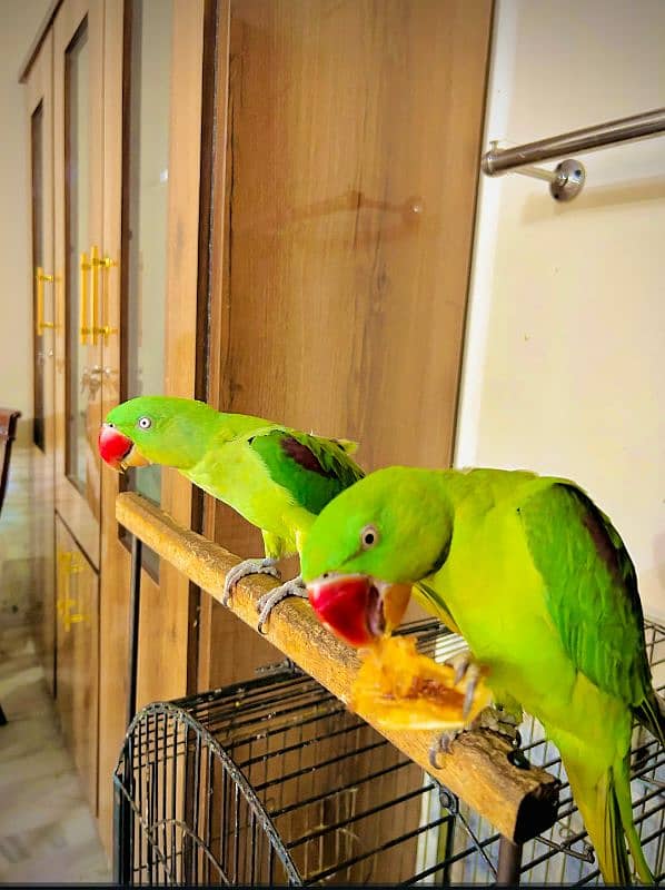 Raw parrot 0