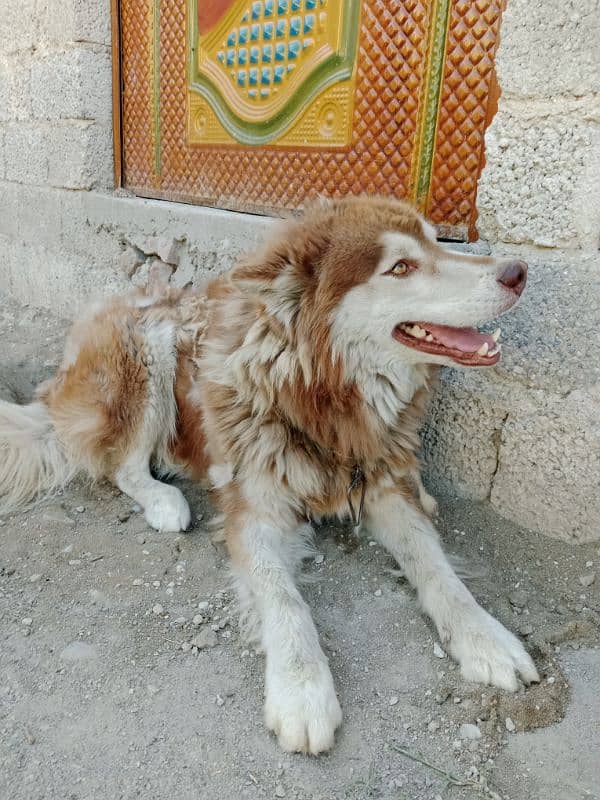 husky 0