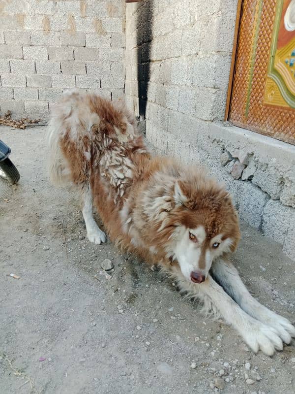 husky 1