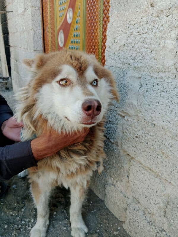 husky 2