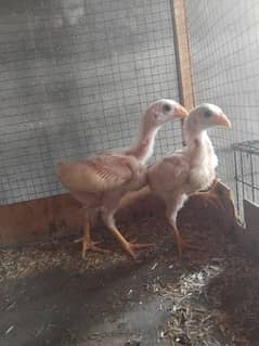 paper white heera aseel chicks 1male 1female