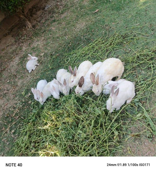 rabbits 6pairs 0