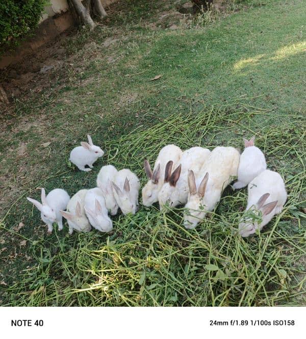 rabbits 6pairs 1