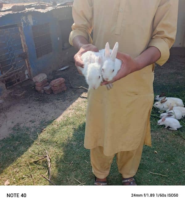 rabbits 6pairs 2
