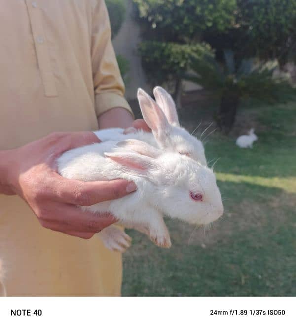 rabbits 6pairs 3