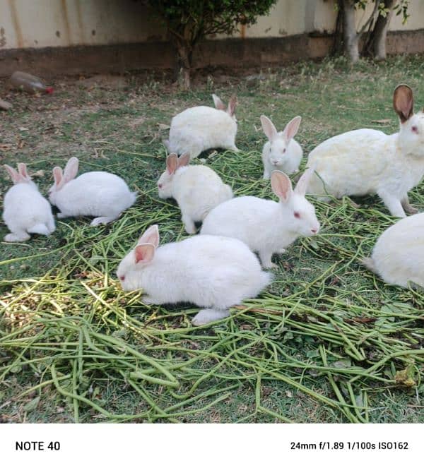 rabbits 6pairs 4