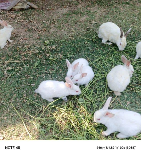 rabbits 6pairs 5