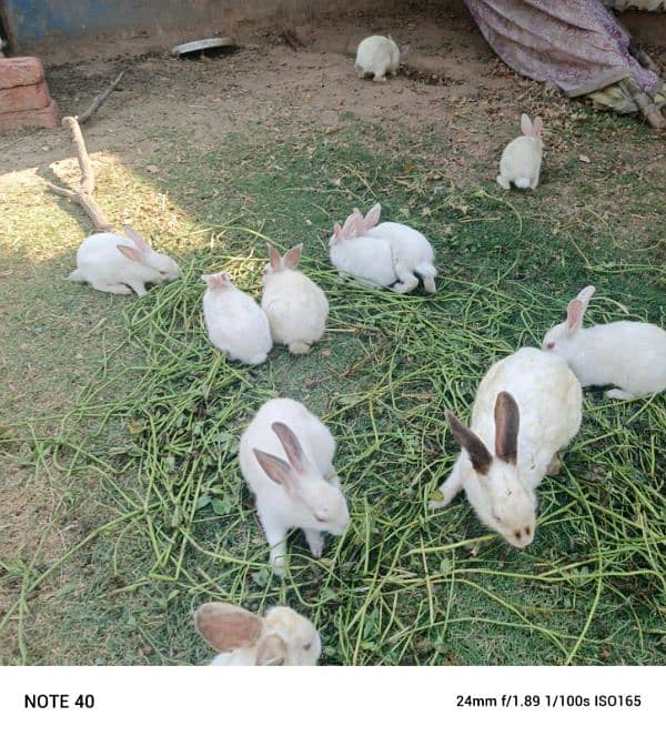 rabbits 6pairs 6