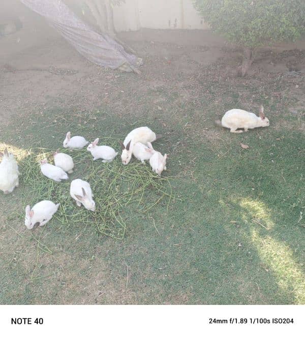 rabbits 6pairs 7