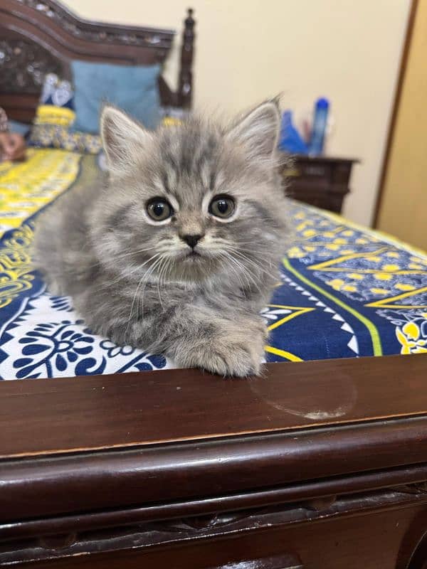 Persian Kittens 1