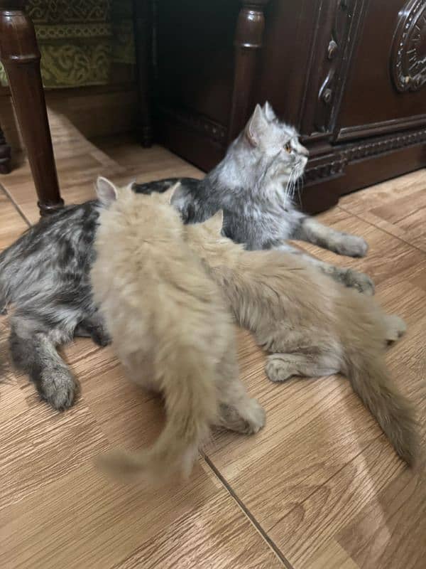 Persian Kittens 3